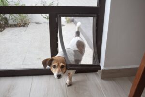 10 Best Dog Doors