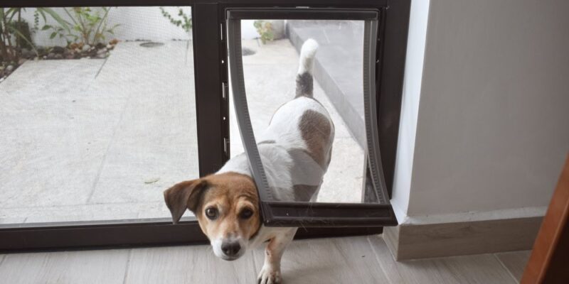 Top 10 Best Dog Doors 2026