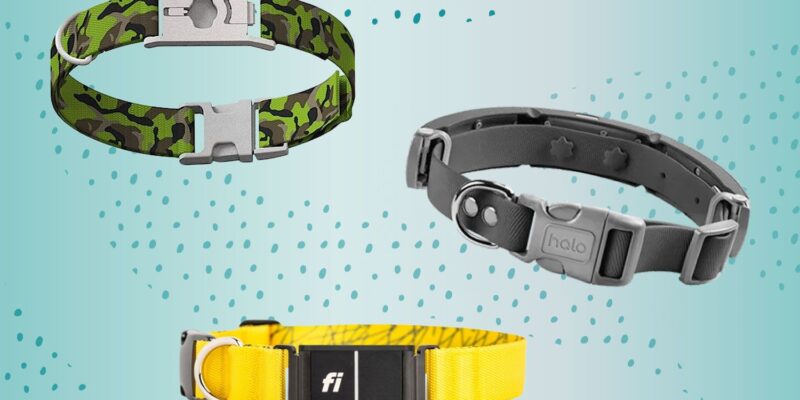 Top 10 Best Dog Collars of 2026
